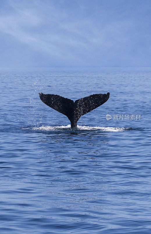 Tail of a Humpback Whale (Megaptera novaeangliae)